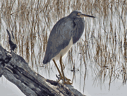 Tricolor Heron