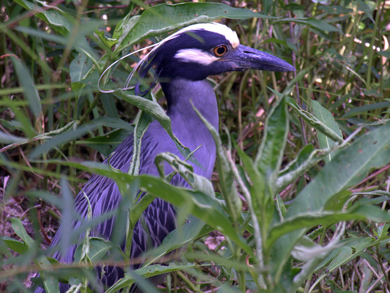 Yellow-crowned Night-Heron