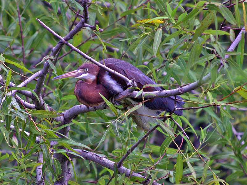 Tricolor Heron