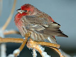 House Finch in the cold