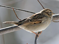 House Sparrow, female