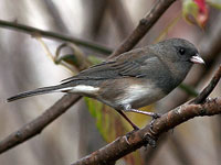 Dard-eyed Junco
