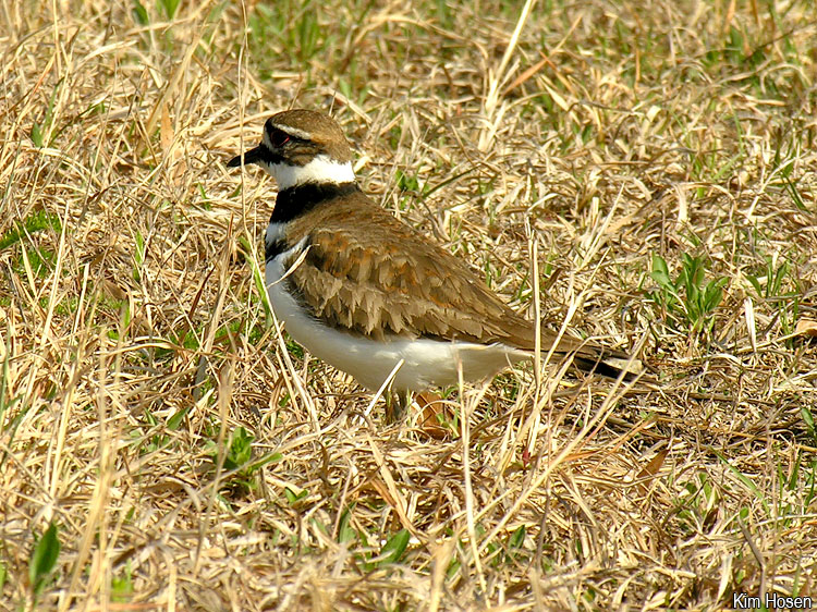 Killdeer at the Occoquan Bay NWR