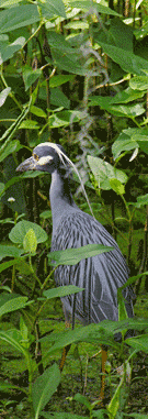Yellow-Crowned Night-Heron