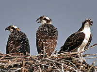 Osprey