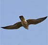 Peregrine Falcon