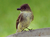 Eastern Phoebe