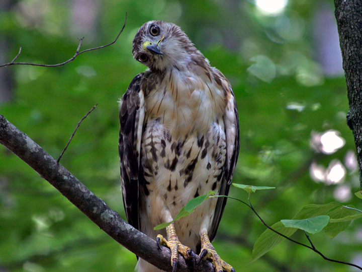 Red-tailed Hawk