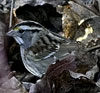 White-throated Sparrow