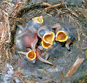 Hungry Tufted Titmice Babies
