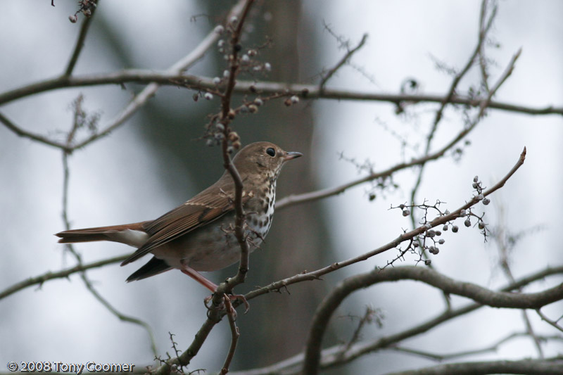 Hermit Thrush
