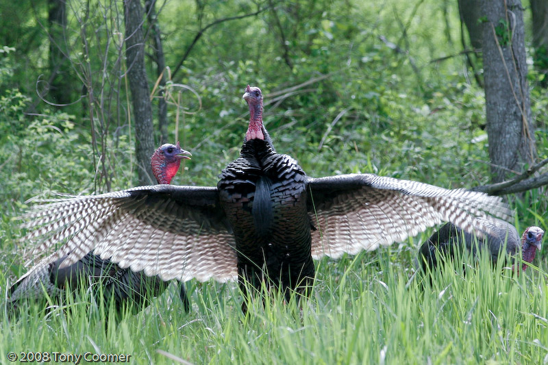 Wild Turkey