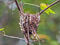 Vireo Nest