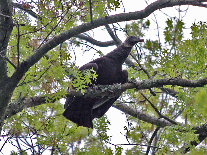 Black Vulture