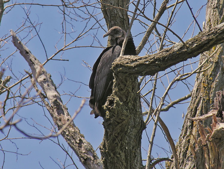 Black Vulture
