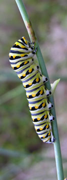 Black Swallowtail Caterpillar