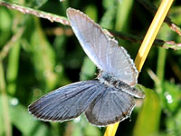 Azure Butterfly