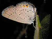 Eastern-tailed blue butterfly