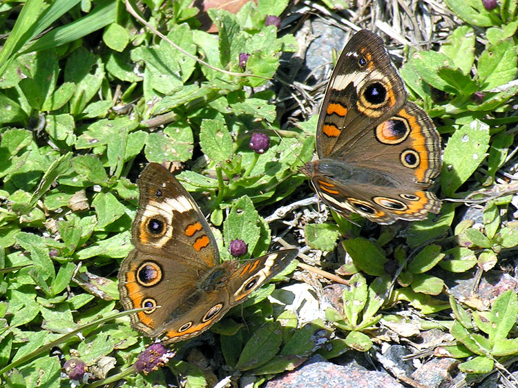 Common Buckeye Butterfly