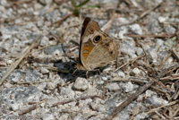 Common Buckeye