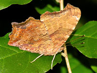 Comma Butterfly