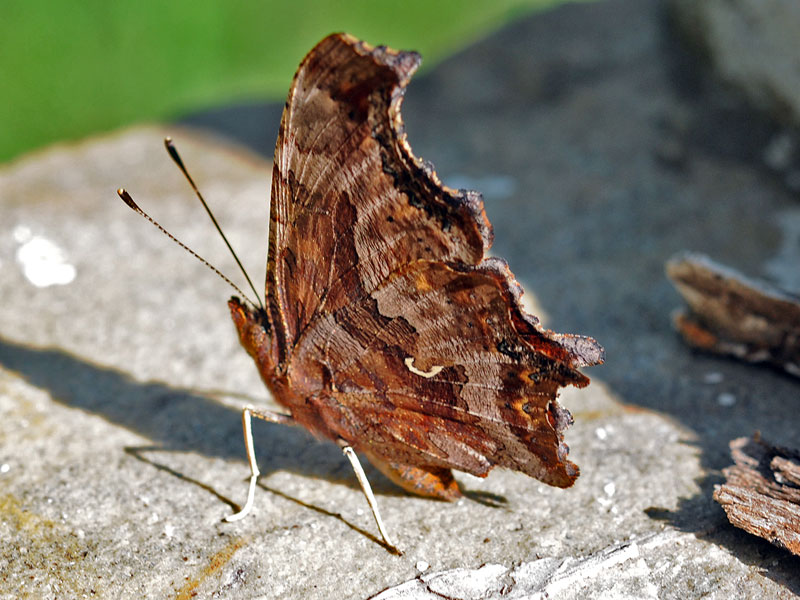 Comma Butterfly