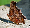 Comma 
