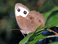 Common Wood Nymph