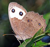 Common Wood Nymph