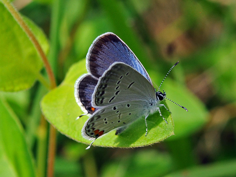 Eastern-tailed Blue