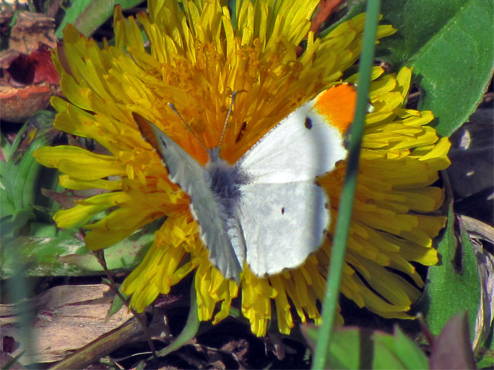 Falcate Orangetip