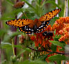 Regal Fritillary