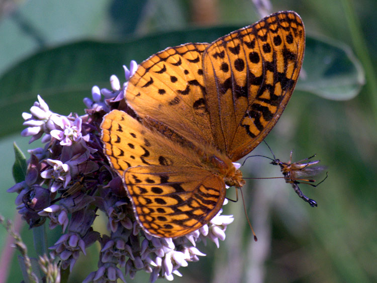 Great Spangled Fritillary