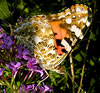 Painted Lady