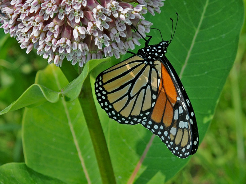 Monarch