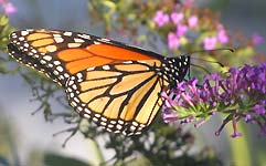 Monarch Butterfly