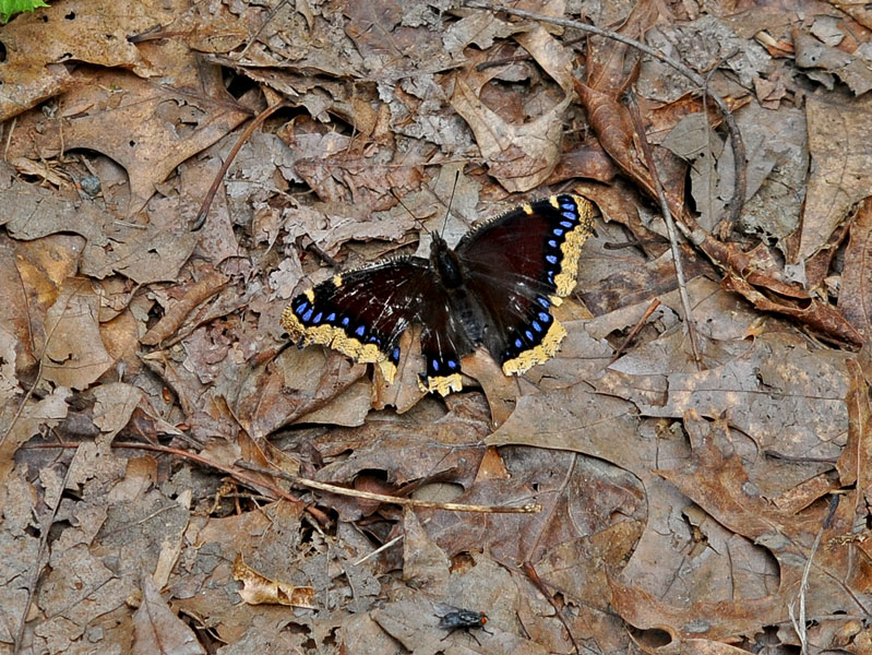 Mourning Cloak Butterfly