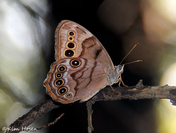 Northern Pearly Eye
