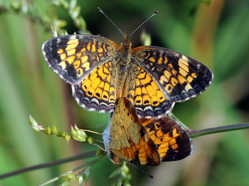 Pearl Crescent