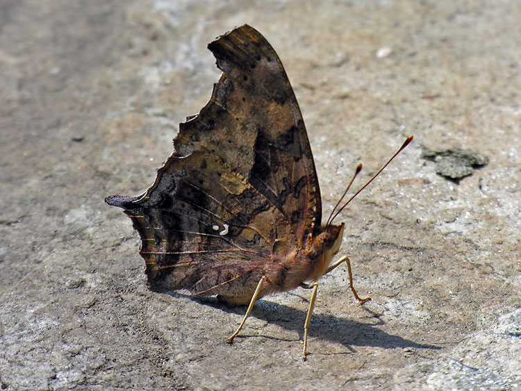 Question Mark Butterfly