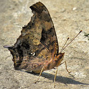 Sulphur Butterfly