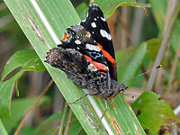 Red Admiral