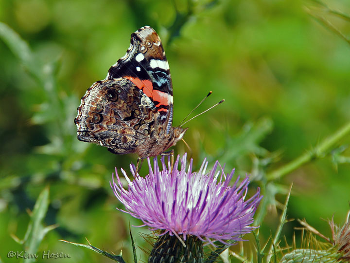 Red Admiral