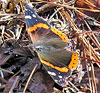 Red Admiral