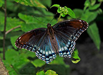 Red-spotted Purple