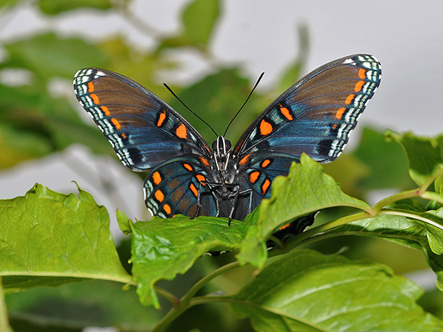 red spotted purple butterfly