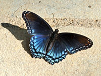 Red-spotted Purple