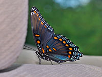 Red-spotted Purple