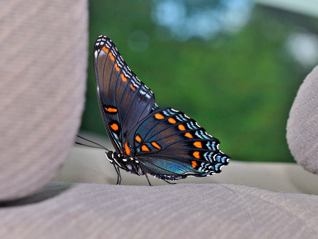 red spotted purple butterfly