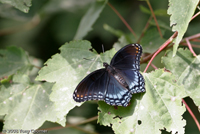 Red-spotted Purple